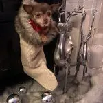 ruby christmas chihuahua