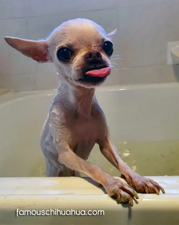 rubyrose famous chihuahua