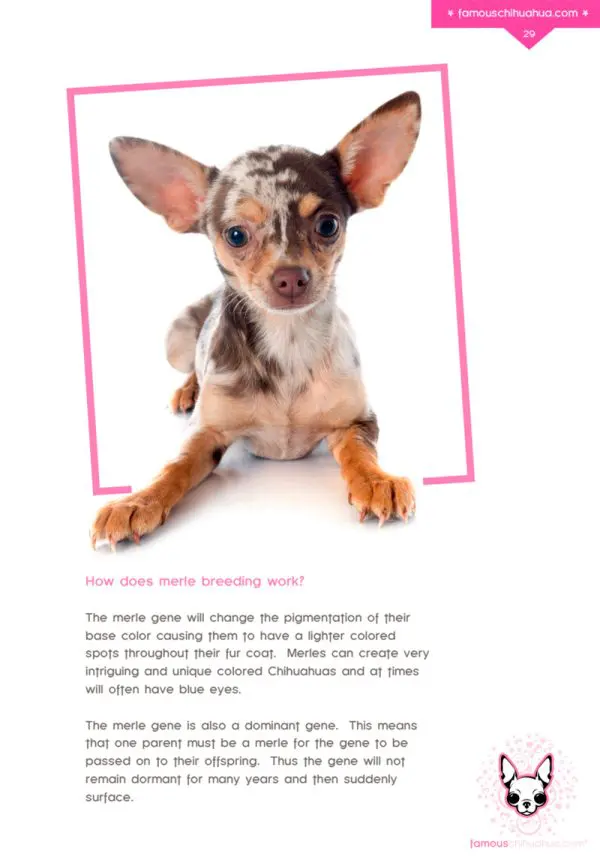 Famous Chihuahua book sample page 2