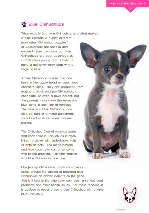 Famous Chihuahua book sample page 3