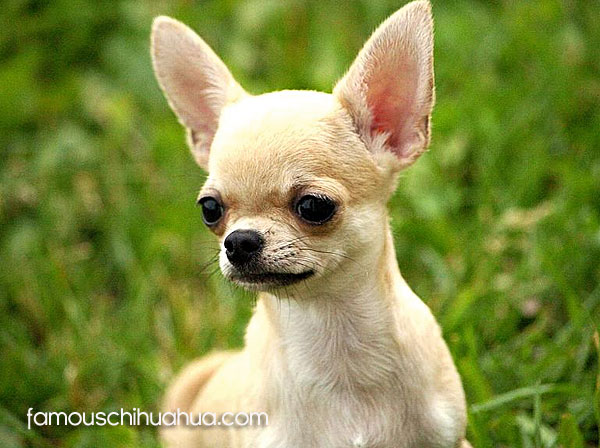 chihuahua breed standards