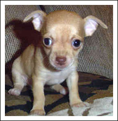 A Healthy Chihuahua Puppy