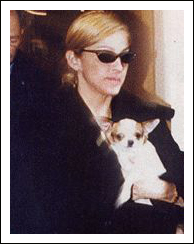 Madonna Dumps Chihuahuas
