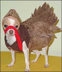 chihuahua-thanksgiving.jpg