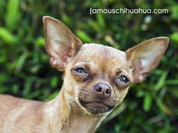 the chihuahua, with its apple-dome skull and large luminous eyes, can wear a remarkably human expression at times