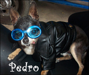 famous-chihuahua-pedro.jpg