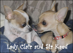 ladyandsir-famous-chihuahuas.jpg