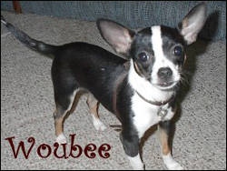 famous-chihuahua-woubee.jpg