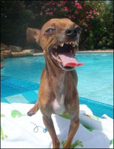 buddy the chihuahua