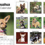 chihuahua calendar2013