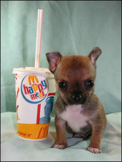 mcdonalds-chihuahua.jpg