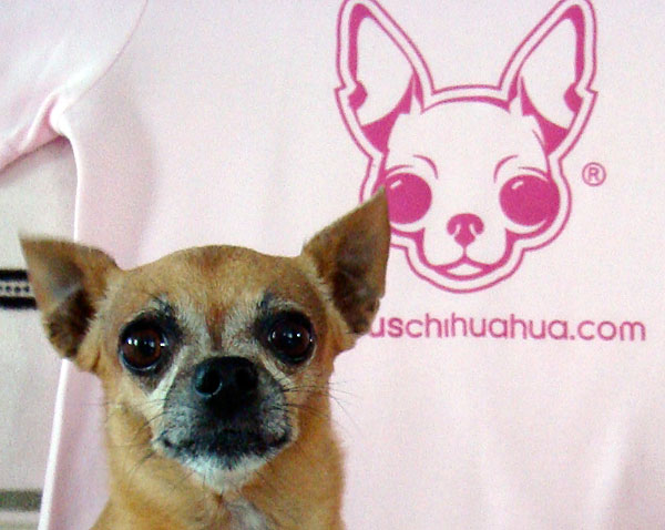happy birthday to the world's most famous chihuahua, teaka! the chihuahua behind the famous chihauhua legacy!