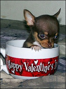 valentines-chihuahua.jpg