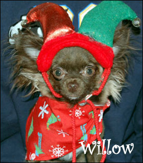 famous-chihuahua-willow.jpg