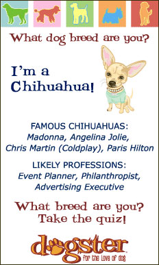 are you a chihuahua? take the dogster quiz
