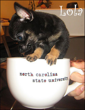 lola the teacup chi baby!