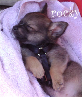 sweet dreams baby rocky ...