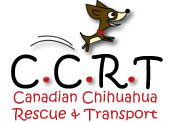 canadian chihuahua rescue and transport
