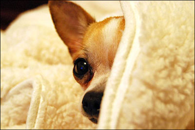 pino the rescued chihuahua (picture source: pamperedpuppy.com)