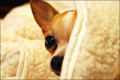 Chihuahua rescue groups near me cheap