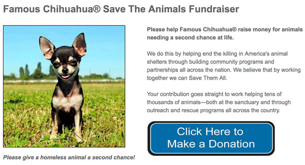 famous chihuahua save the animals fundraiser!