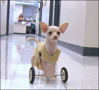 josie the chihuahua fashions prosthetic wheels