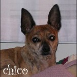 famous chihuahua chico