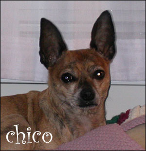 chico the chihuahua