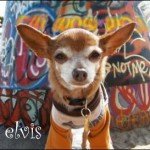 famous chihuahua elvis