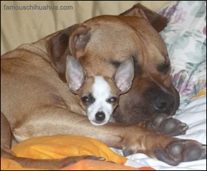 chiquita the chihuahua snuggles with her big bad boyfriend for naptime!