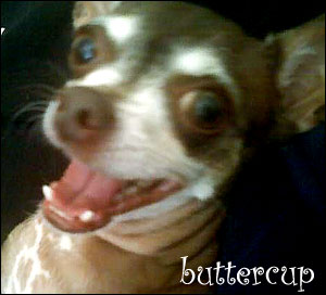buttercup the chihuahua!