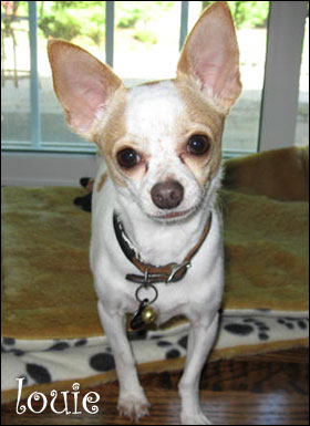 louie the lovable chihuahua! our famous chihuahua of the day!