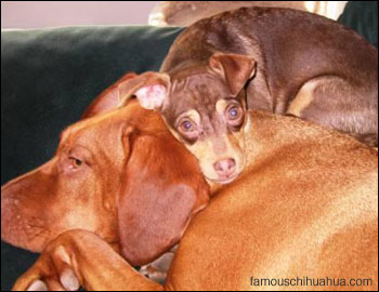 baylee the chihuahua takes a nap on top of his gal pal daisy, a rhodisian ridgeback