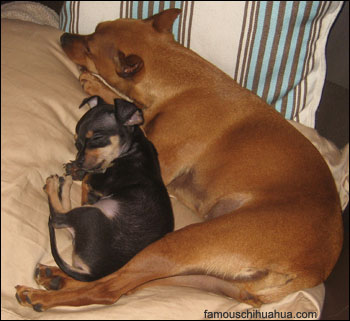 el jefe the chihuahua loves to cuddle with his big sister