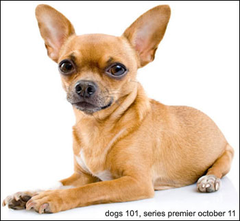 chihuahuas to be featured on animal planet's 'dogs 101' this saturday october 11, 2008