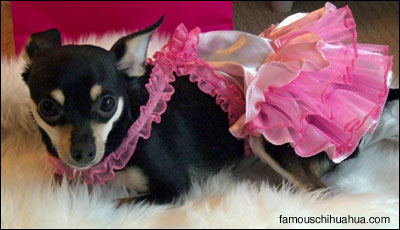 louis the chihuahua as a fairy princess