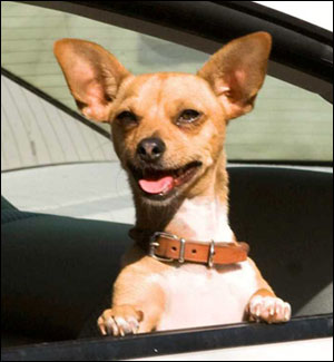 papi the star of beverly hills chihuahua papi the star of beverly hills chihuahua