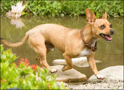 papi the chihuahua papi the chihuahua