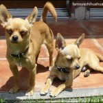 vicent oliver chihuahuas