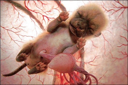 embryonic fetus chihuahua
