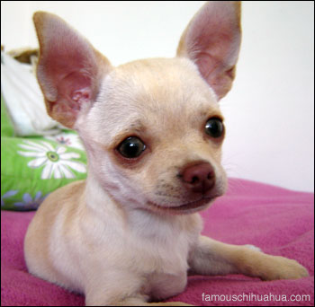 didi the chihuahua poses pretty for the camera