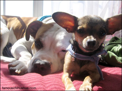 lily the chihuahua and her best friend toby