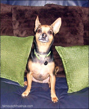 tazzy the chihuahua