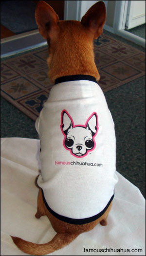 a chihuahua shirt, the perfect gift!