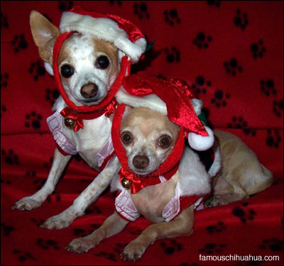 tequila and chico, santa's little helpers
