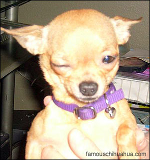 tina the chihuahua winks for the camera