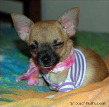 tinkerbell the chihuahua