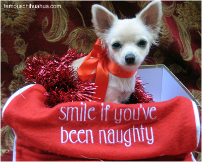 smile if you've been a naughty chihuahua!