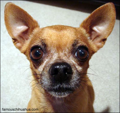 learn how to read the nutrition label on your chihuahua's food!