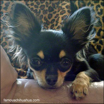 yoko ono the chihuahua loves the camera